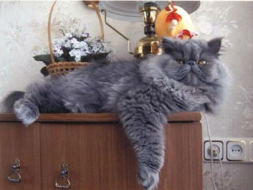Пушистый серый кот лежит на комоде