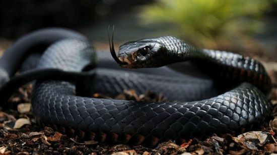 черная змея