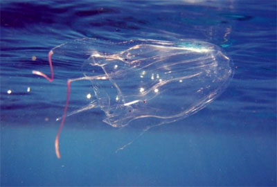 медуза морская оса