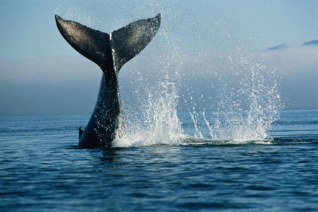 хвост синего кита