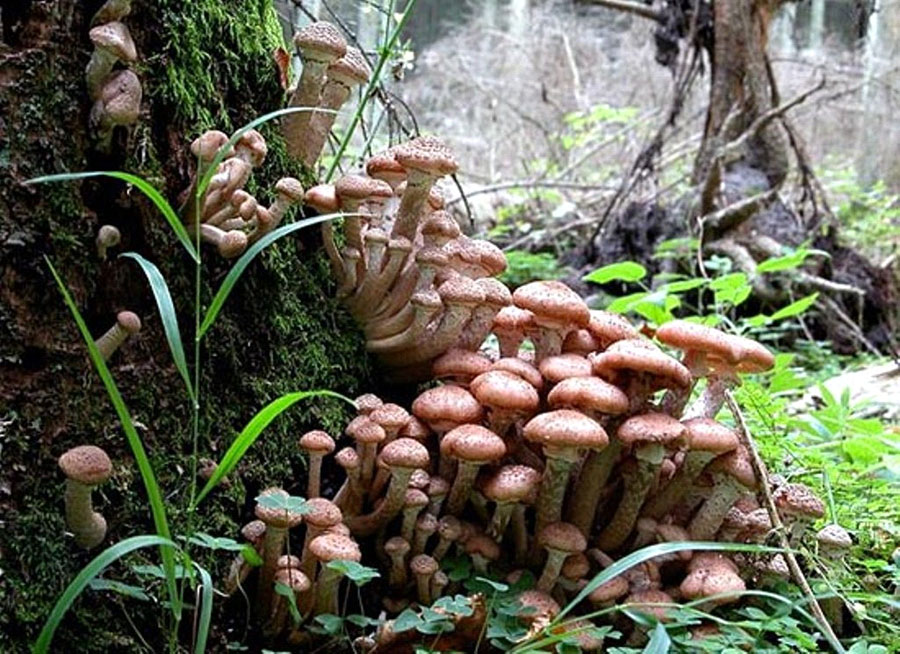 Самый большой в мире гриб фото книга рекордов гиннесса