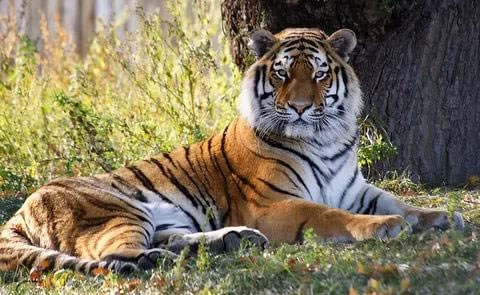 Китайский тигр