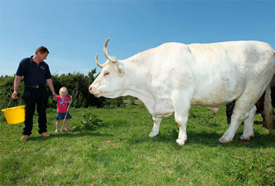 самые большие быки в мире