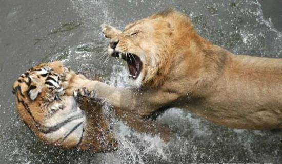 Лев бьется с тигром
