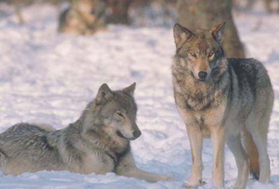 Два серых волка в зимнем лесу