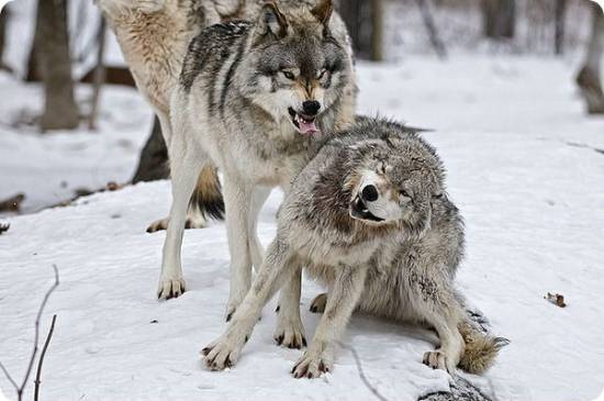 Волки общаются между собой