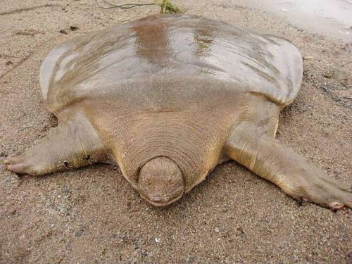 Гигантская мягкотелая черепаха кантора