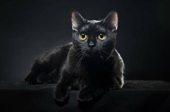 Бомбейская короткошерстная кошка