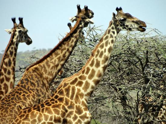 Жирафы едят кусты