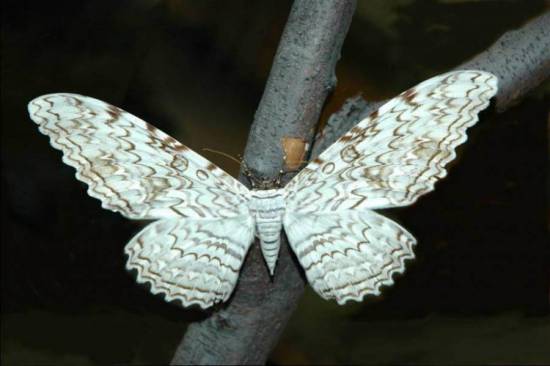 Бабочка Совка Агриппина
