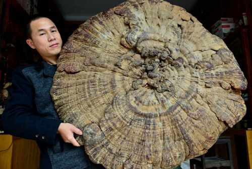 Огромный трутовик, найденный в Китае