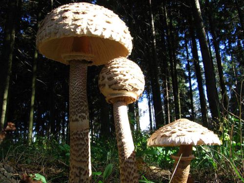 Зонтик пестрый - самый высокий гриб