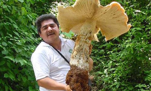 Огромный гриб, найденный в Мексике