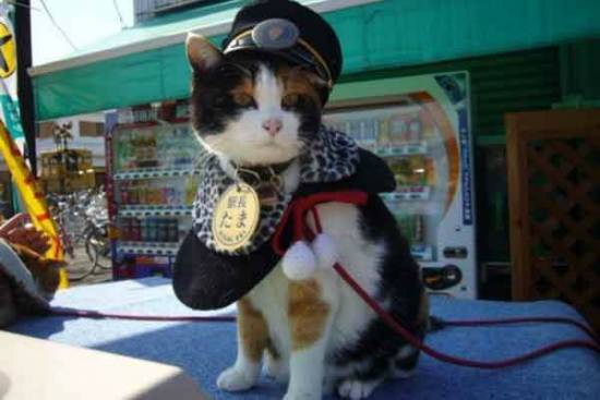 Кошка Тама - начальник ж/д станции в Японии