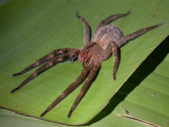 Бразильский паук-бегун