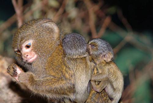 Карликовая обезьянка с детенышами
