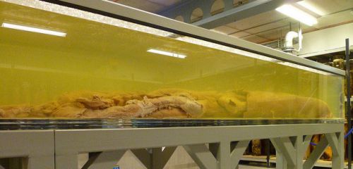 Музейный экспонат - кальмар