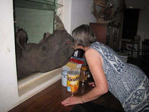 Женщина целует носорога