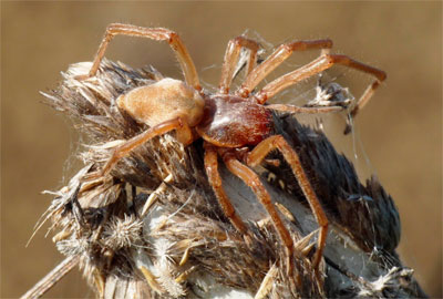 самый страшный паук в мире