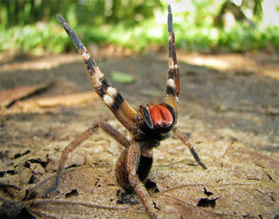 бразильский странствующий паук