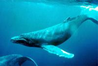самый большой кит в мире