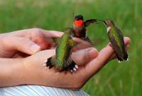 Птички колибри