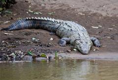 Большой крокодил - фото