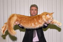самые большие в мире коты
