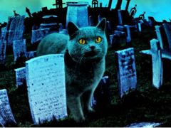 Кот на кладбище