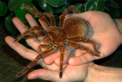 самый огромный паук - Терафоза Блонда