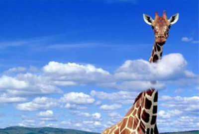 Жираф выше облаков