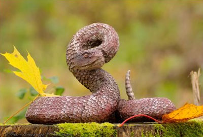 ядовитая змея - фото