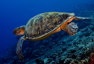 самая крупная морская черепаха